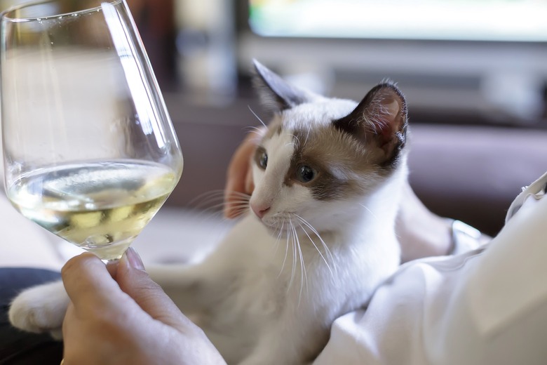 CharDOGnay, MosCato, and Other Ways to Wind Down With Your Pet