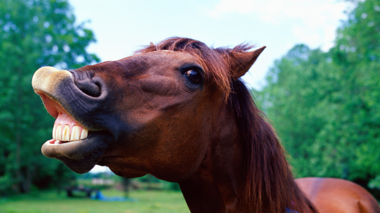 horse baring its teeth