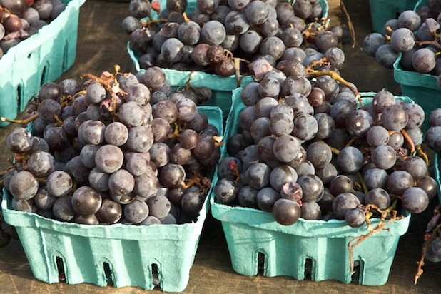 Concord Grape Sorbet