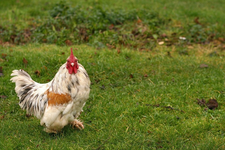 Chicken Owners Resist Warnings From CDC Not to Kiss Their Beloved Poultry