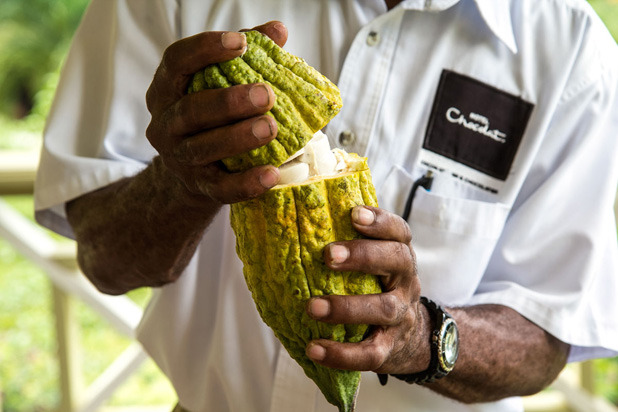 2. Extract the cocoa seeds from the cocoa pulp