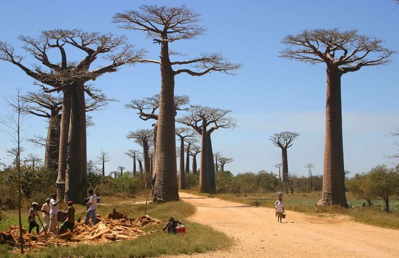 baobab