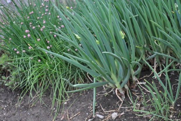 Coggeshall Farm Museum
