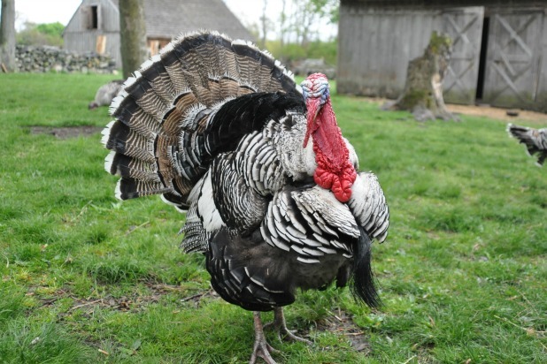 Coggeshall Farm Museum