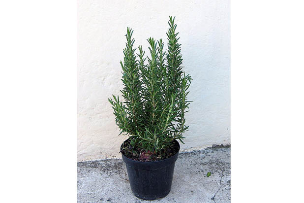 Rosemary