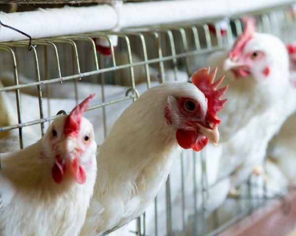 USDA Lets China Process Poultry