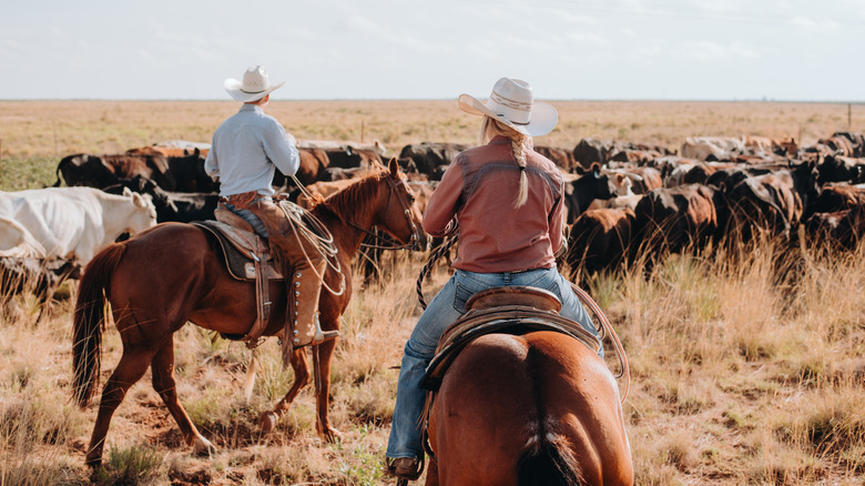 Two cowboys on horses herding cattle