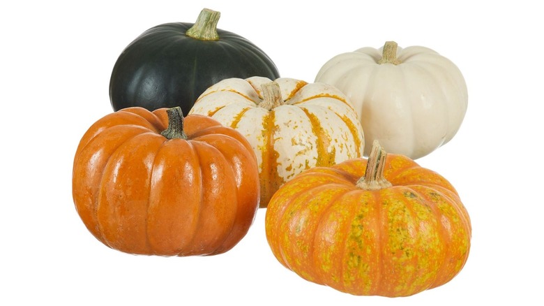 Five different mini pumpkins