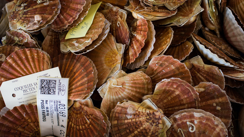 live scallops in shells