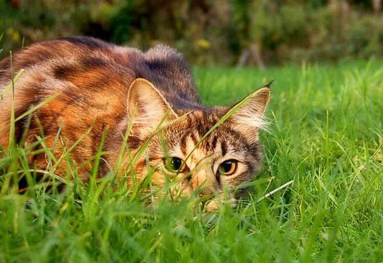Couple Abandons Cats at Taco Bell DriveThru