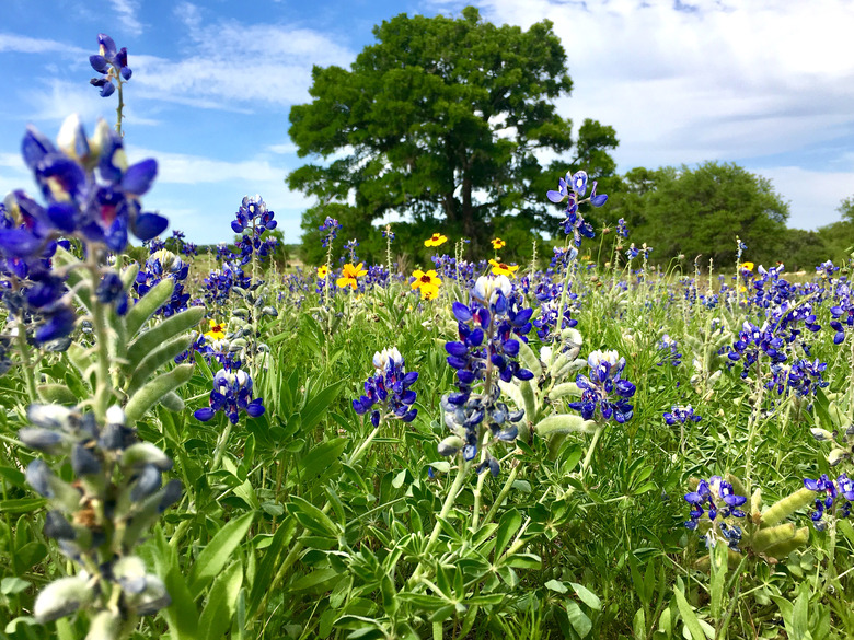 Bluebonnets