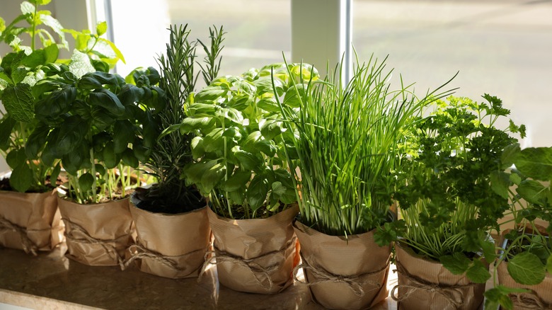 Potted herbs near window