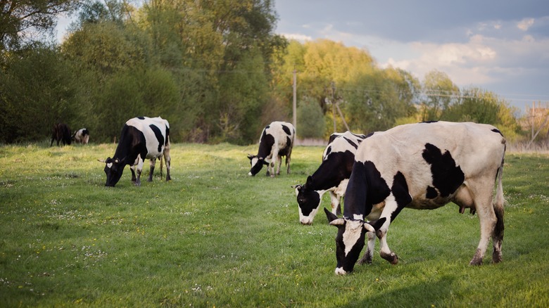 cows grazing in a field
