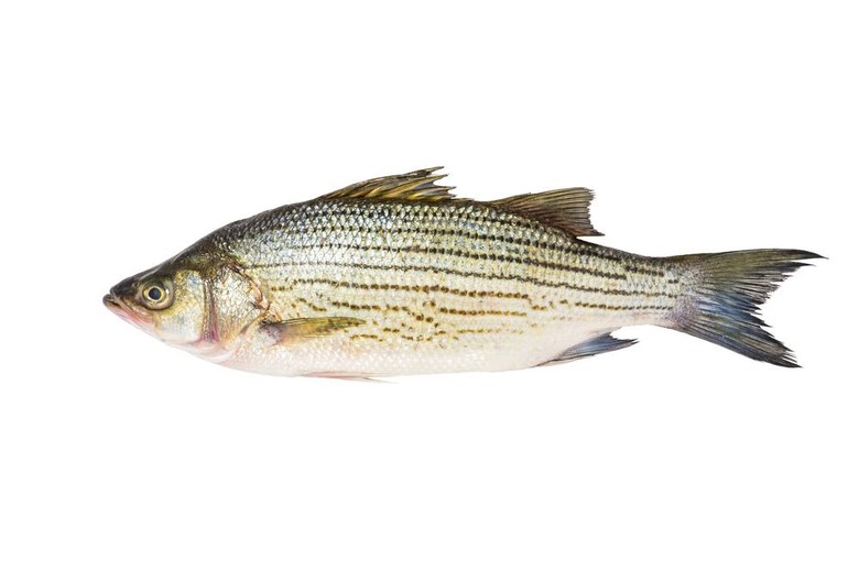 DC Issues 'Do Not Eat' Warning for Rockfish, a Local Favorite, Over High Levels of Chemical Contamination 