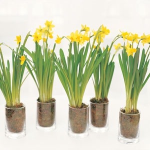 Daffodils in teacups