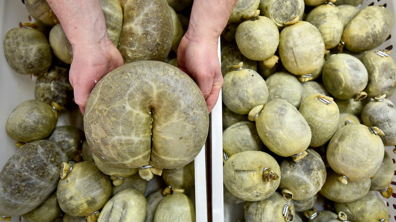 hands holding a haggis