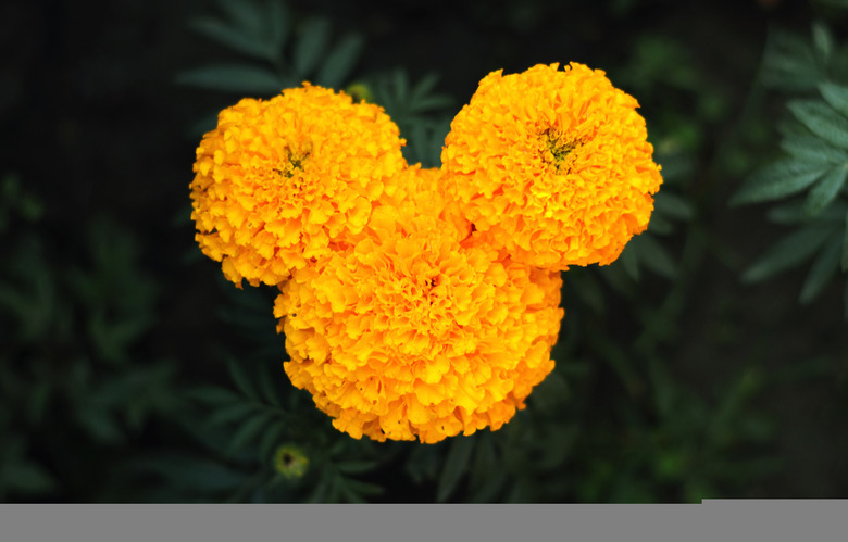 Mickey Is Hidden All Over the Parks