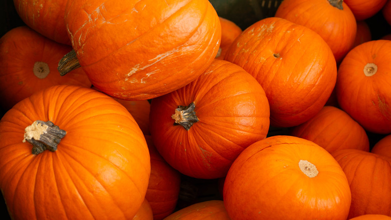 Pile of orange pumpkins