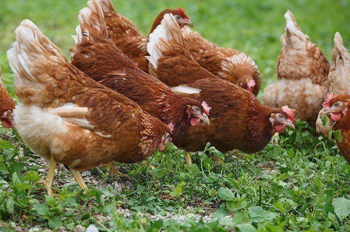 Do Americans Care How Their Meat Is Raised?