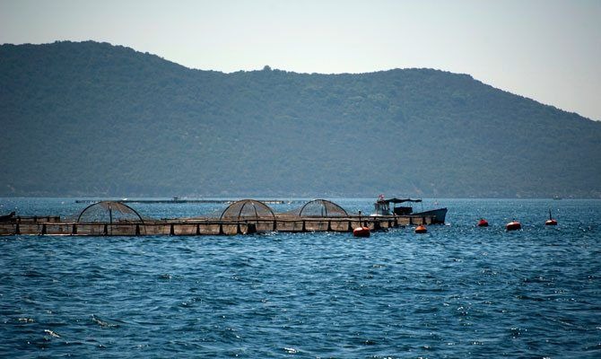 Fish Farming