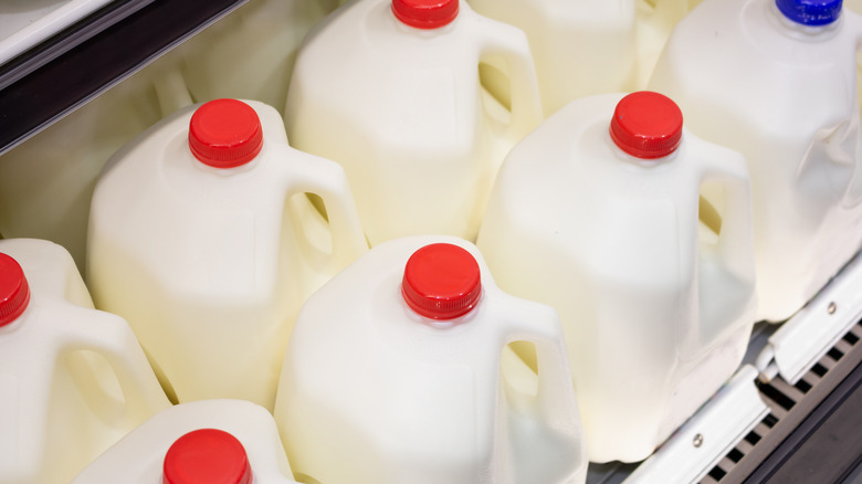 Gallons of milk in a grocery store