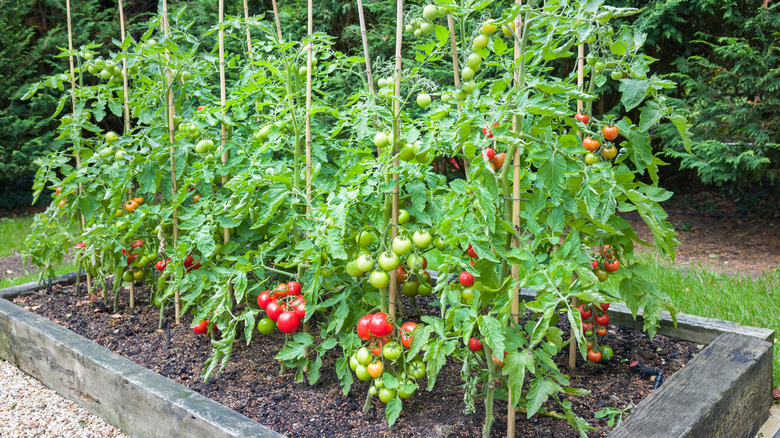 Tomato plants in garden
