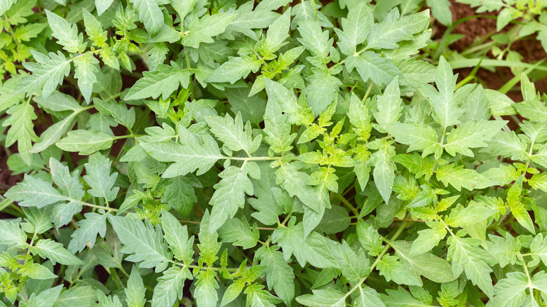 Close-up of tomato leaves