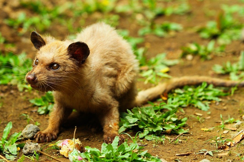 These tiny, furry mammals are used to make the most expensive coffee on Earth. 