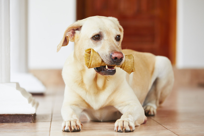 Dog Bones Could Be Deadly for Your Pet, FDA Warns