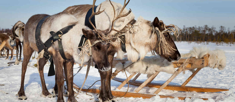 Santa's reindeer aren't just delivering toys this year.