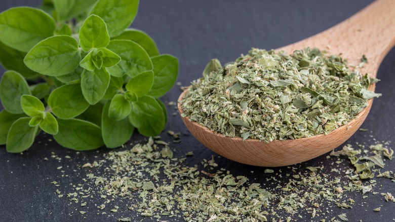 Oregano plant and spoon filled with dried oregano