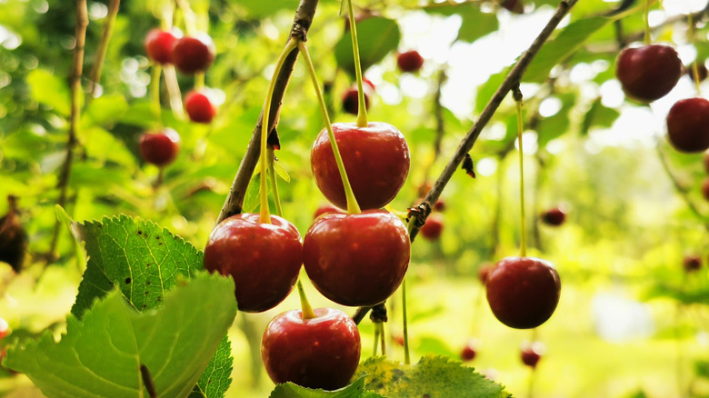 cherries hanging on a tree