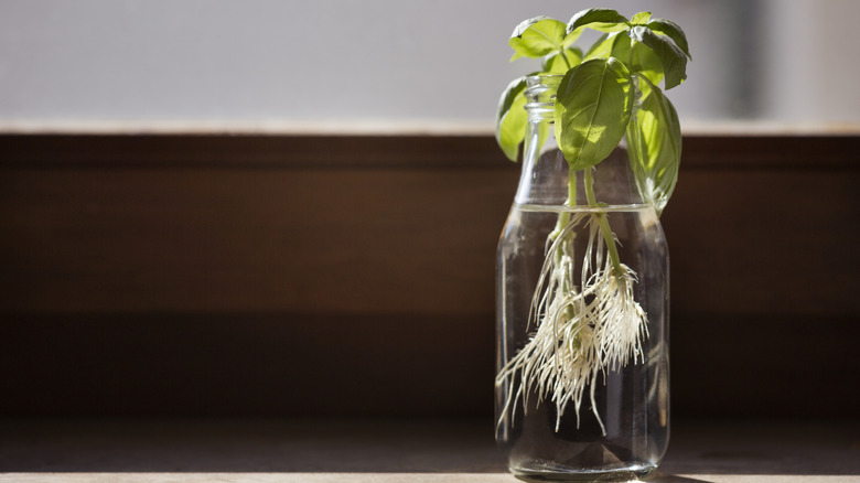 Fresh basil stems propagating in glass bottle