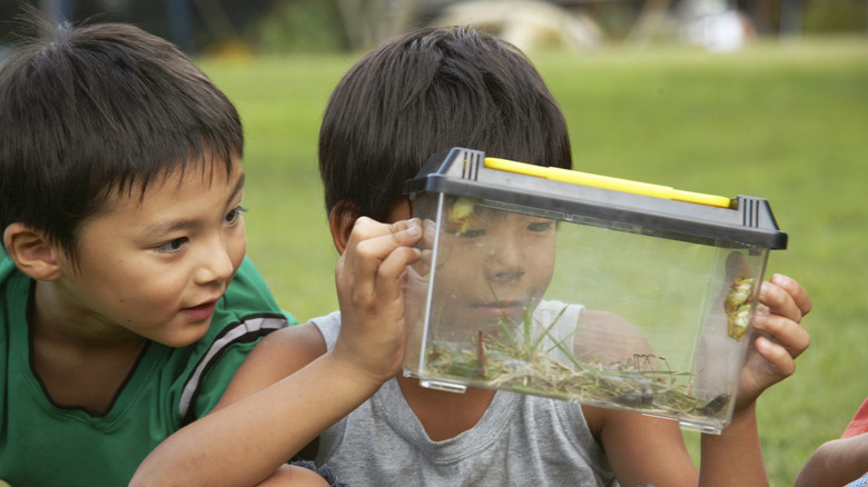 Kids looking at a bug observation box