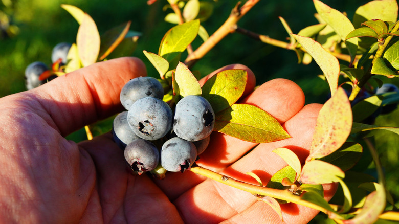 A hand holds a small bunch of blueberries, ripening on a stem