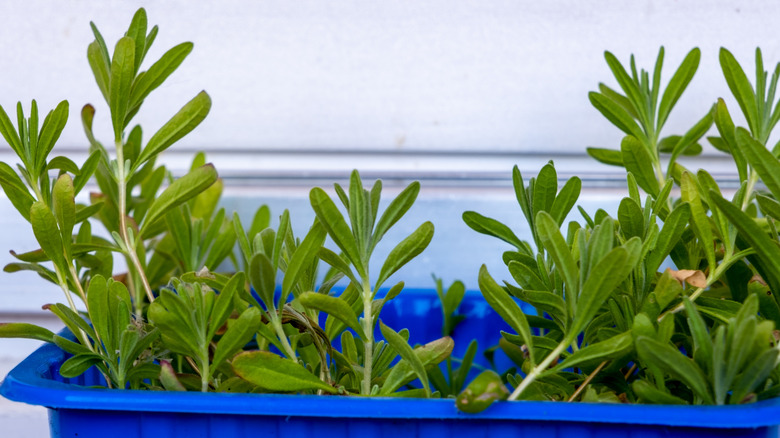 Fresh herbs in a plastic container
