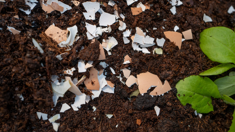 Crushed egg shells in soil with a green plant