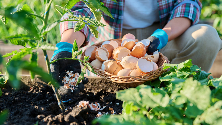 A gardener adding crushed brown egg shells to an outdoor plant's soil