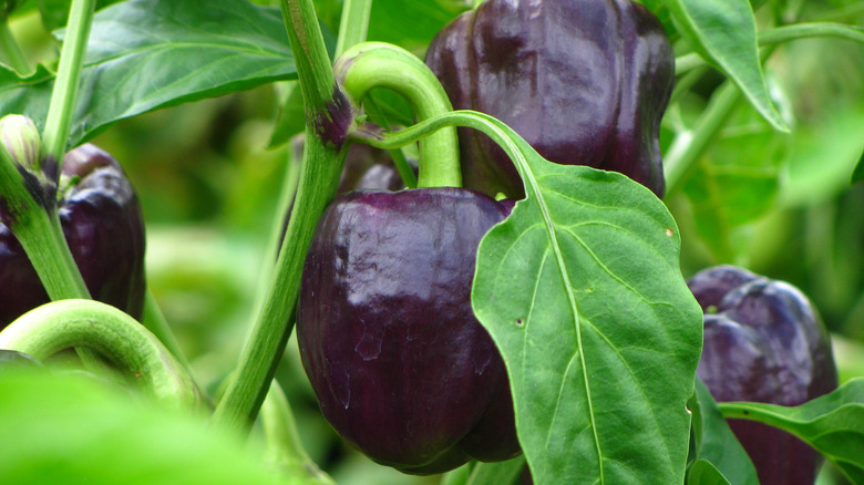 Purple peppers on plant