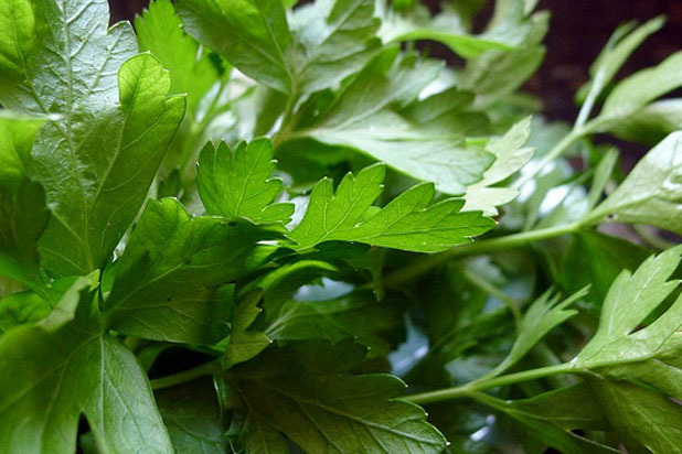 Parsley