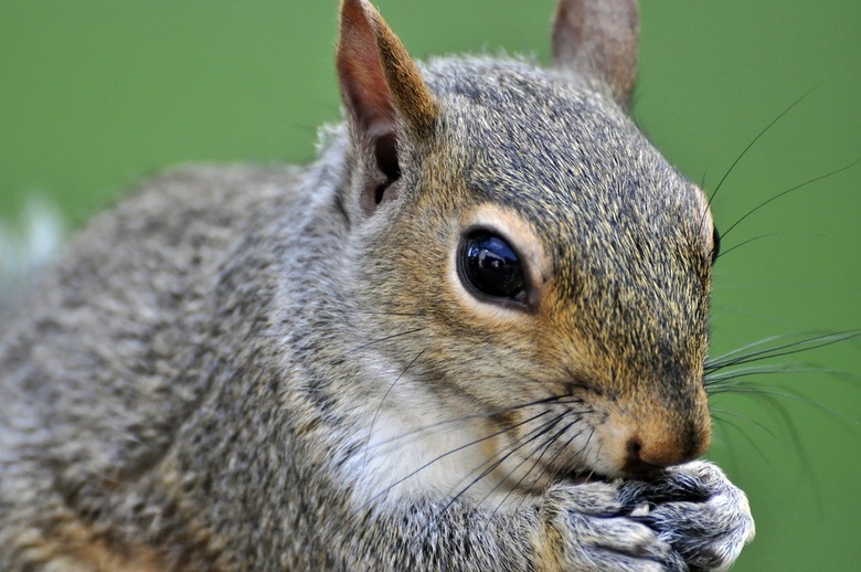 Drunk British Squirrel Causes Nearly $500 in Damage at Bar 