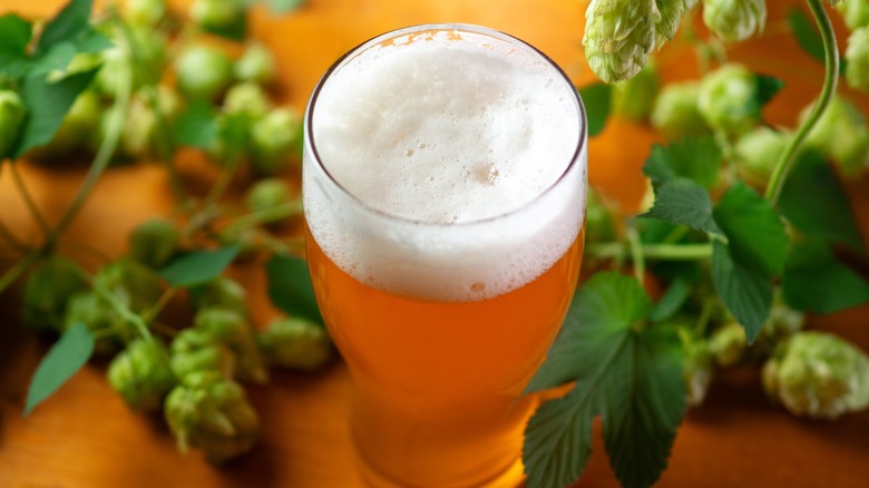 Glass of beer and hops 