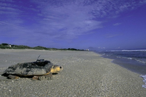 Archie Carr National Wildlife Refuge (Florida)