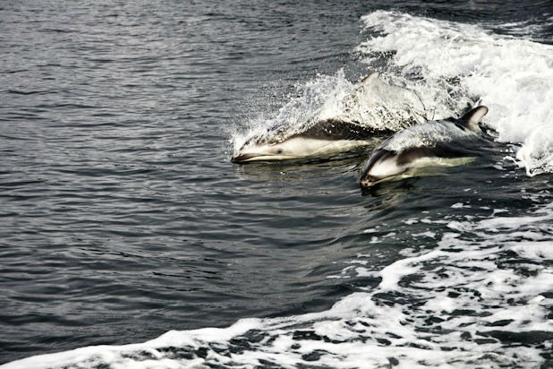 Ecotourism in Style at Sonora Resort, British Columbia 