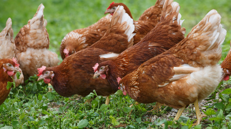 Hens in grass
