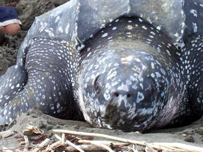 Saving Sea Turtles In Costa Rica