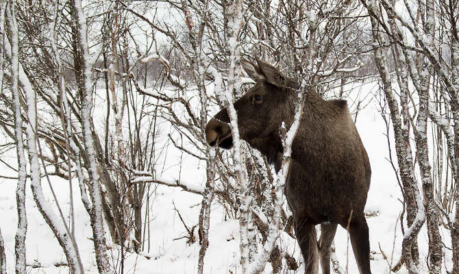 Elk in snow