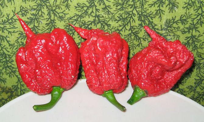 Carolina Reaper peppers