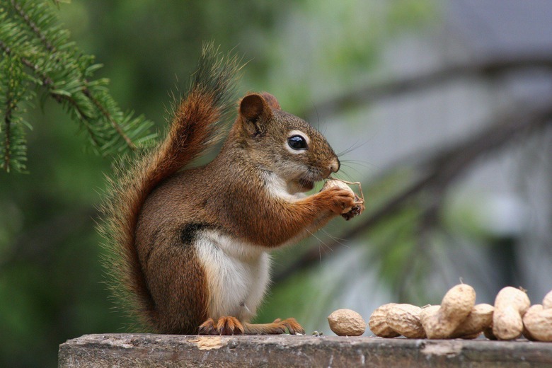 Environmentalist Eats Squirrel During News Segment on Meat Ethics 