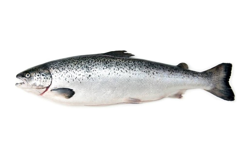 Environmentalists Sue FDA Over Federal Approval of GMO Salmon 